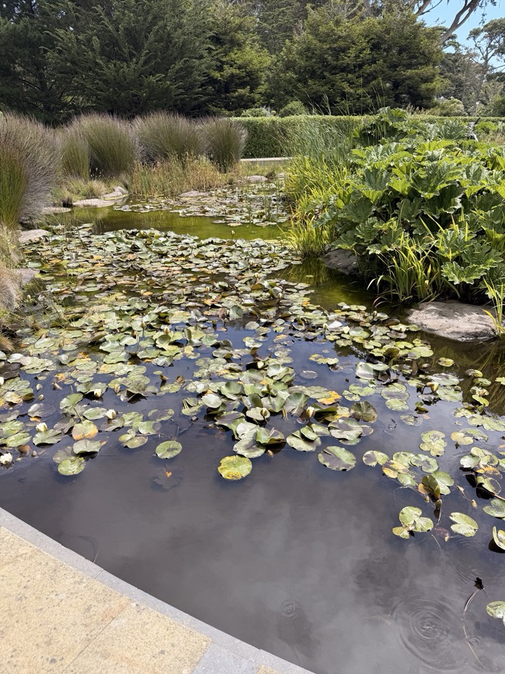 The pond outside the de Young, twice: fighting palms, sphinxes, a cyclist, and two construction cranes for attention, then composing itself the moment you move a few feet.